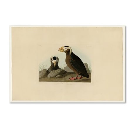 John James Audubon 'Tufted Auk' Canvas Art,30x47
